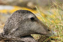 06-5265 Female Eider Duck (Somateria mollissima)Farne Islands, North East Coast of England